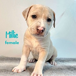 Thumbnail photo of Millie - M Litter - AVAILABLE #2