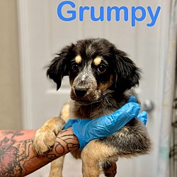 Thumbnail photo of Grumpy #1