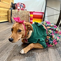 adopt a pet