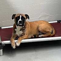 adopt a pet