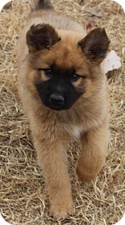 chow chow german shepherd