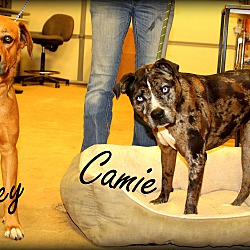 Thumbnail photo of Camie~adopted! #2