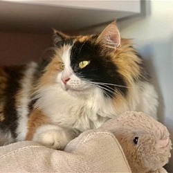 Photo of Candy (Lulu)