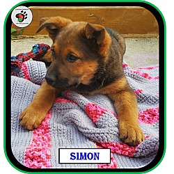 Thumbnail photo of Simon - Alvin & the Chipmunks #3