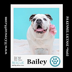 Thumbnail photo of Bailey 100723 #1