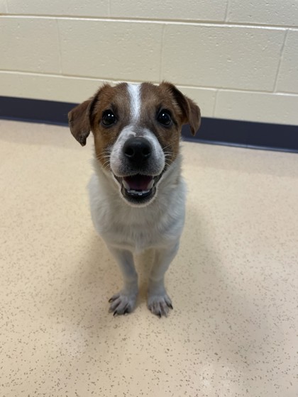 Westland, MI - Jack Russell Terrier. Meet Phil a Pet for Adoption