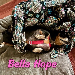 Thumbnail photo of Bella Hope Diamond #3