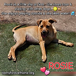 Thumbnail photo of Rosie #3