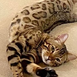 Thumbnail photo of Murr (Bengal in CT) Fee Drop $600! #2