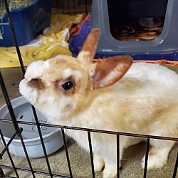 Thumbnail photo of Bunbun #3