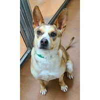 adopt-pet