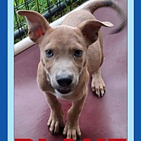 adopt a pet