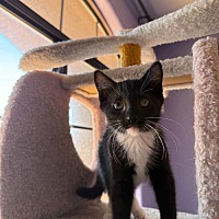 adopt a pet