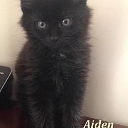 Thumbnail photo of Aiden - Adopted January 2017 #4