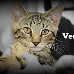 Thumbnail photo of Verdi #1