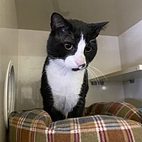 adopt a pet