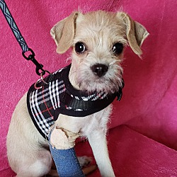 Schnauzer Miniature Puppies For Sale In Phoenix Arizona Adoptapet Com