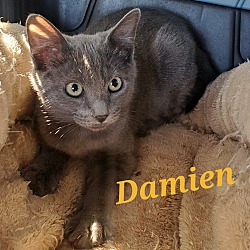 Thumbnail photo of Damien (ADOPTED!) #2
