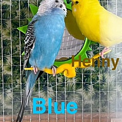 Thumbnail photo of Blue and Henny #2