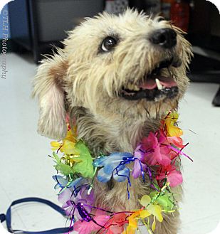 Corpus Christi Tx Sheltie Shetland Sheepdog Meet Piglet A Pet For Adoption