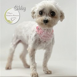 Photo of Gibby