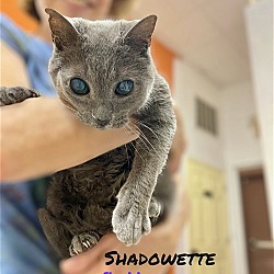 Thumbnail photo of Shadowette #1