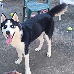 Thumbnail photo of Denali! Handsome Husky Boy! #4