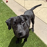 adopt a pet