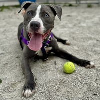 adopt a pet
