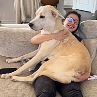 adopt a pet