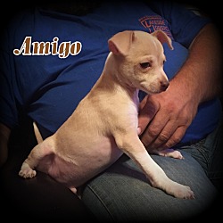 Thumbnail photo of Amigo #4