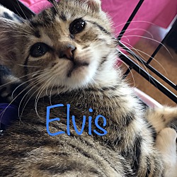 Thumbnail photo of Elvis #2