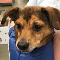 Homeward Bound Pet Rescue in Irmo, South Carolina