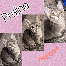 Photo of Praline