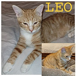 Photo of LEO