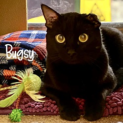 Photo of Bugsy