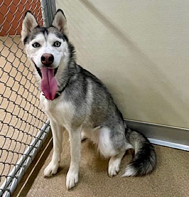 Laramie, WY - Husky. Meet Uki a Pet for Adoption - AdoptaPet.com