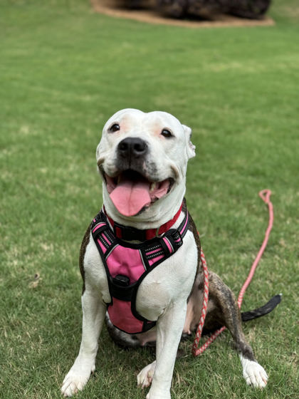 Photo of Betty Boop - IN FOSTER