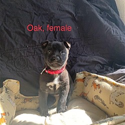 Thumbnail photo of Oak #2