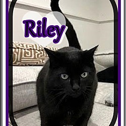 Thumbnail photo of RILEY #2