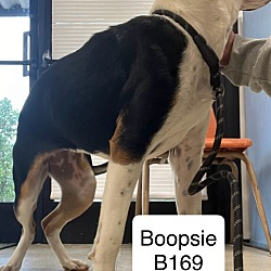 Thumbnail photo of Boopsie B169 #2