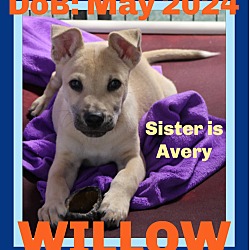 Thumbnail photo of WILLOW-Boy #3