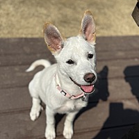 adopt-pet