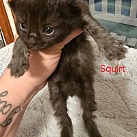 Adopt A Pet :: Squirt - Leonardtown, MD