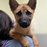adopt a pet