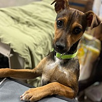 adopt a pet