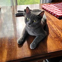 adopt a pet
