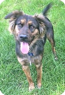 Bonney Lake Wa Australian Shepherd Meet Tikka Sweetest