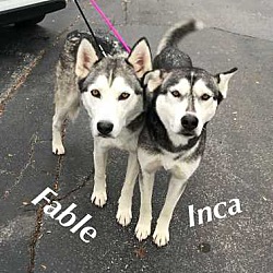 Photo of Fable and Inca