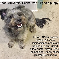 Thumbnail photo of Amy! Mini Schnauzer+Poodle ble #1